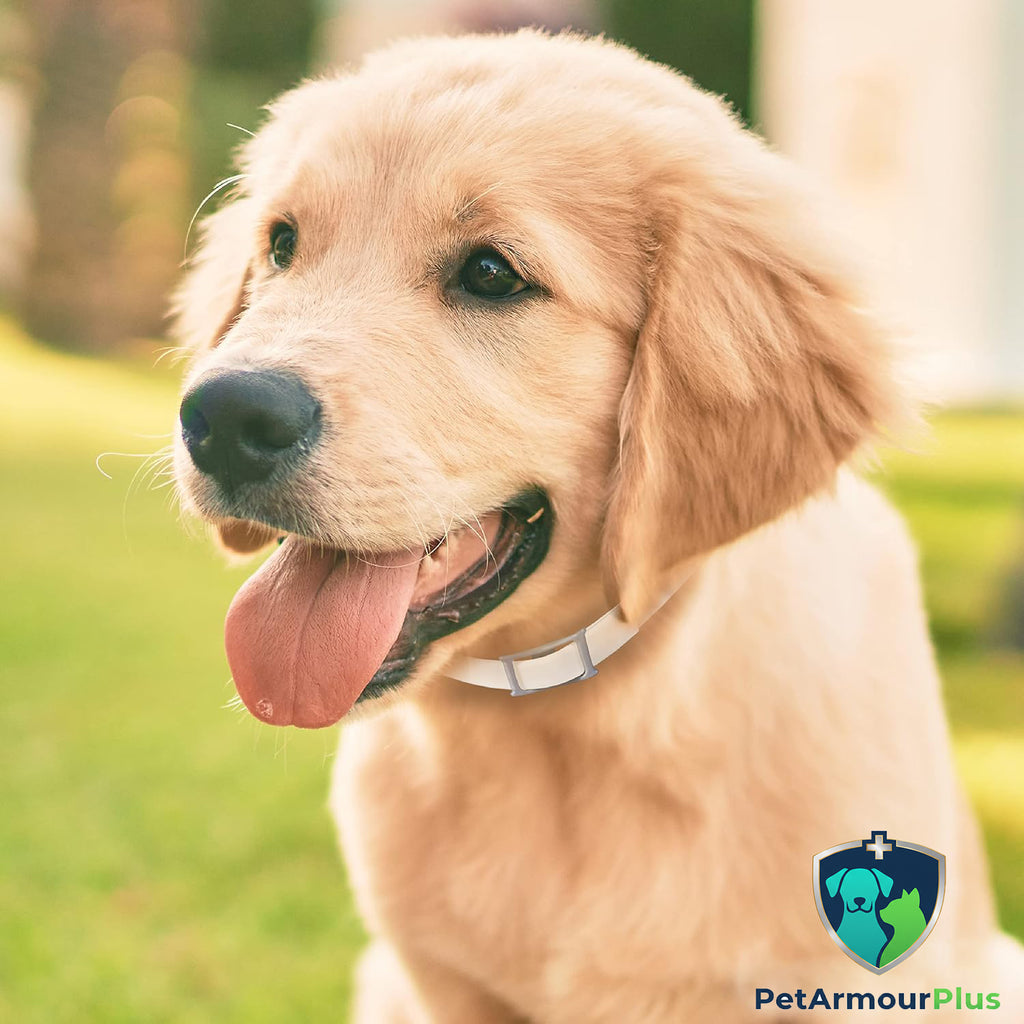 Shield Your Dog from Fleas, Ticks, and Irritating Bites for 8 Months with Pet Armour Plus